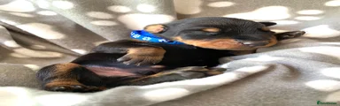 Dobermann 3