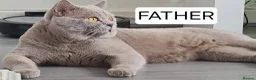 British Shorthair cats for sale: PURE BREED BRITISH SHORTHAIR KITTENS - Advert 4