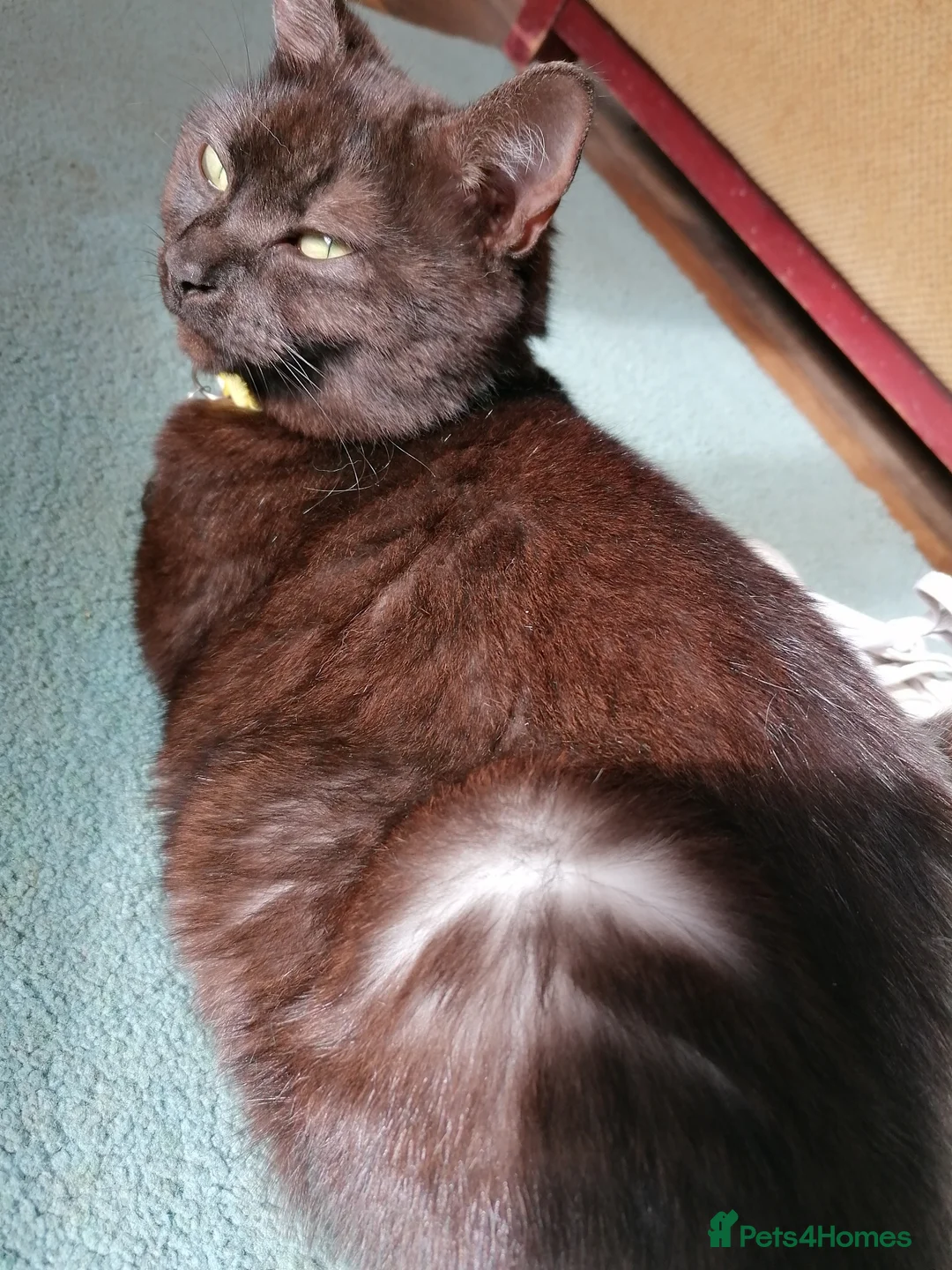 Domestic Shorthair cats for sale: 3 adorable kittens for sale  - Advert 32