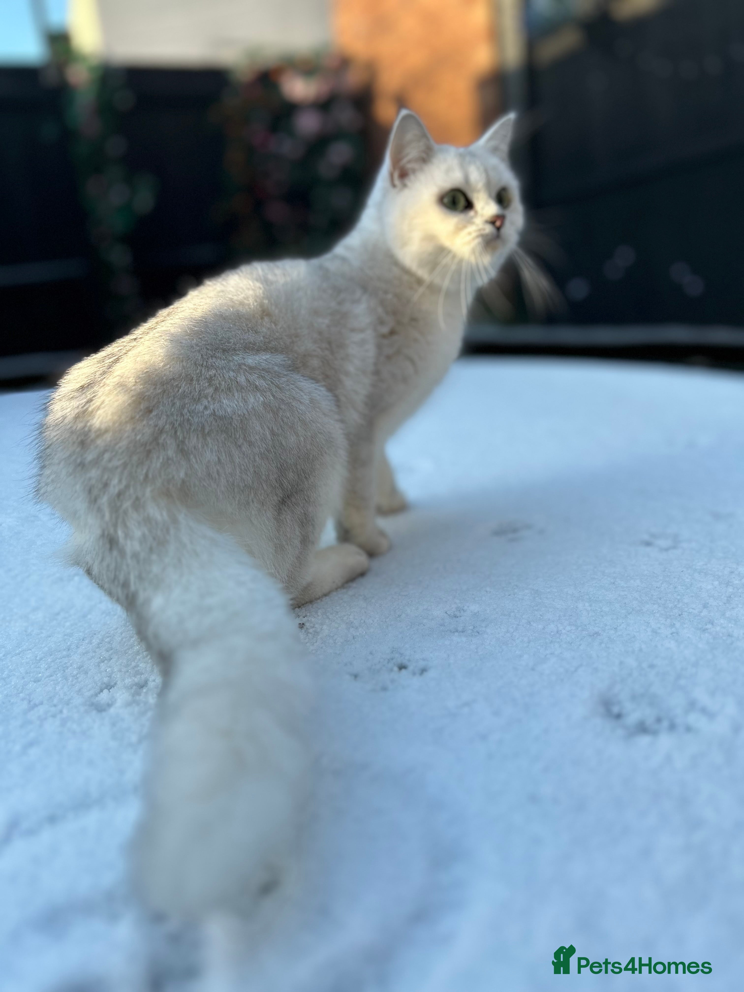 British Shorthair cats Champion Line GCCF Reg. Chinchilla British SHair - Advert 1