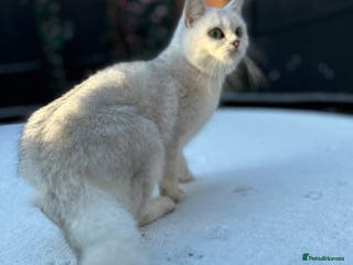 British Shorthair cats Champion Line GCCF Reg. Chinchilla British SHair - Advert 9