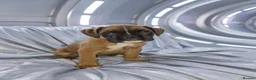 Boxer dogs for sale: 4 k.c boxer puppies ready for there new homes  in Sowerby Bridge - Advert 2