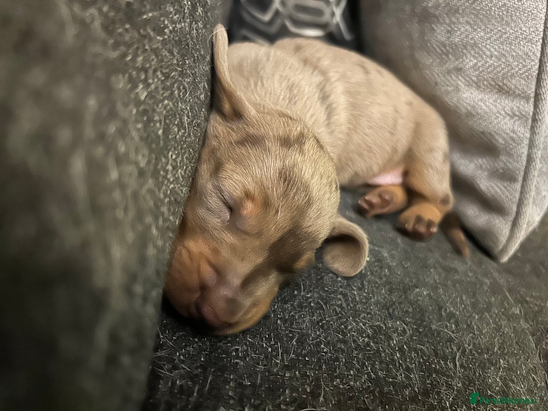 Miniature Dachshund dogs for sale: Last male miniature chocolate dapple dachshund - Image 2