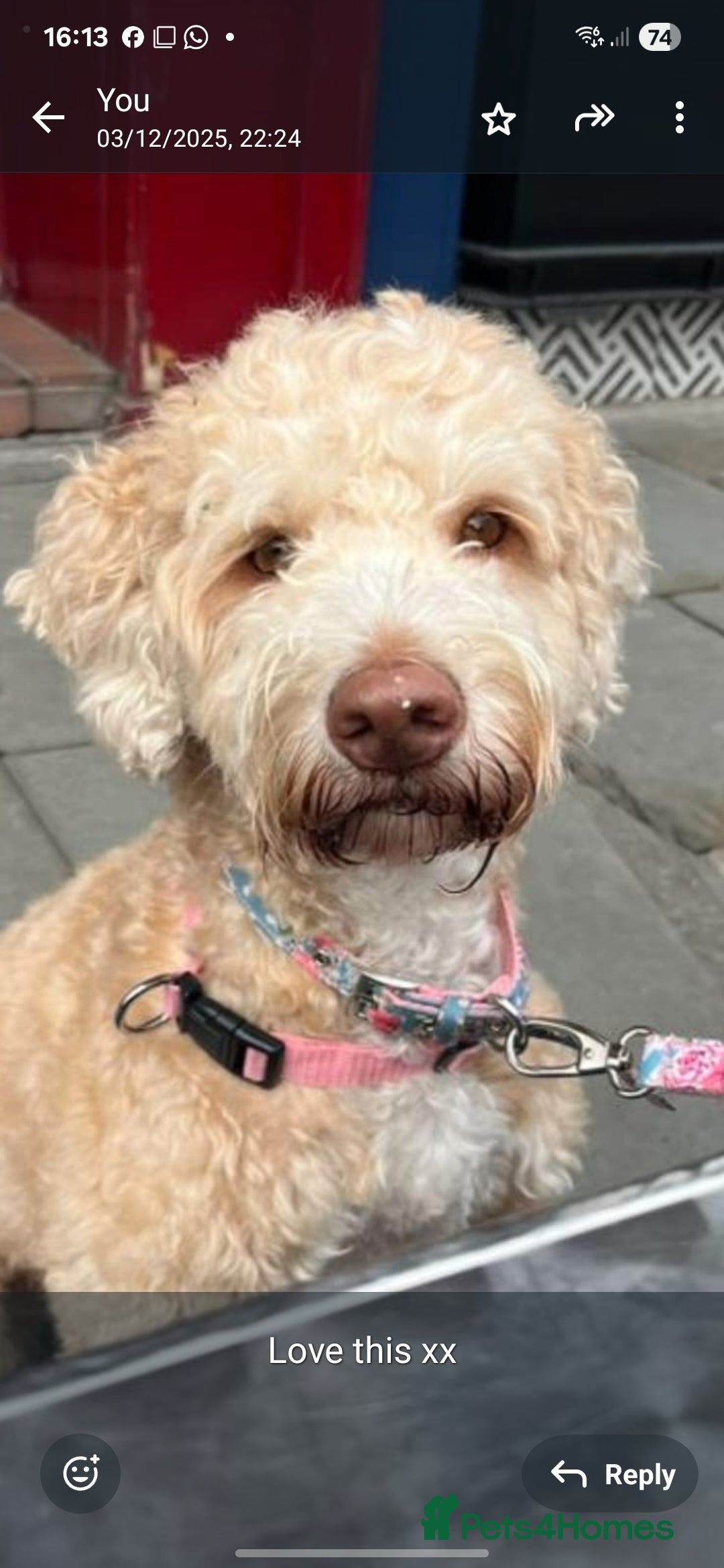 Cockapoo dogs for sale: Cockapoo Puppies - Advert 1