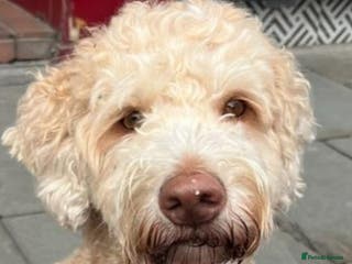 Cockapoo dogs Cockapoo Puppies - Advert 3