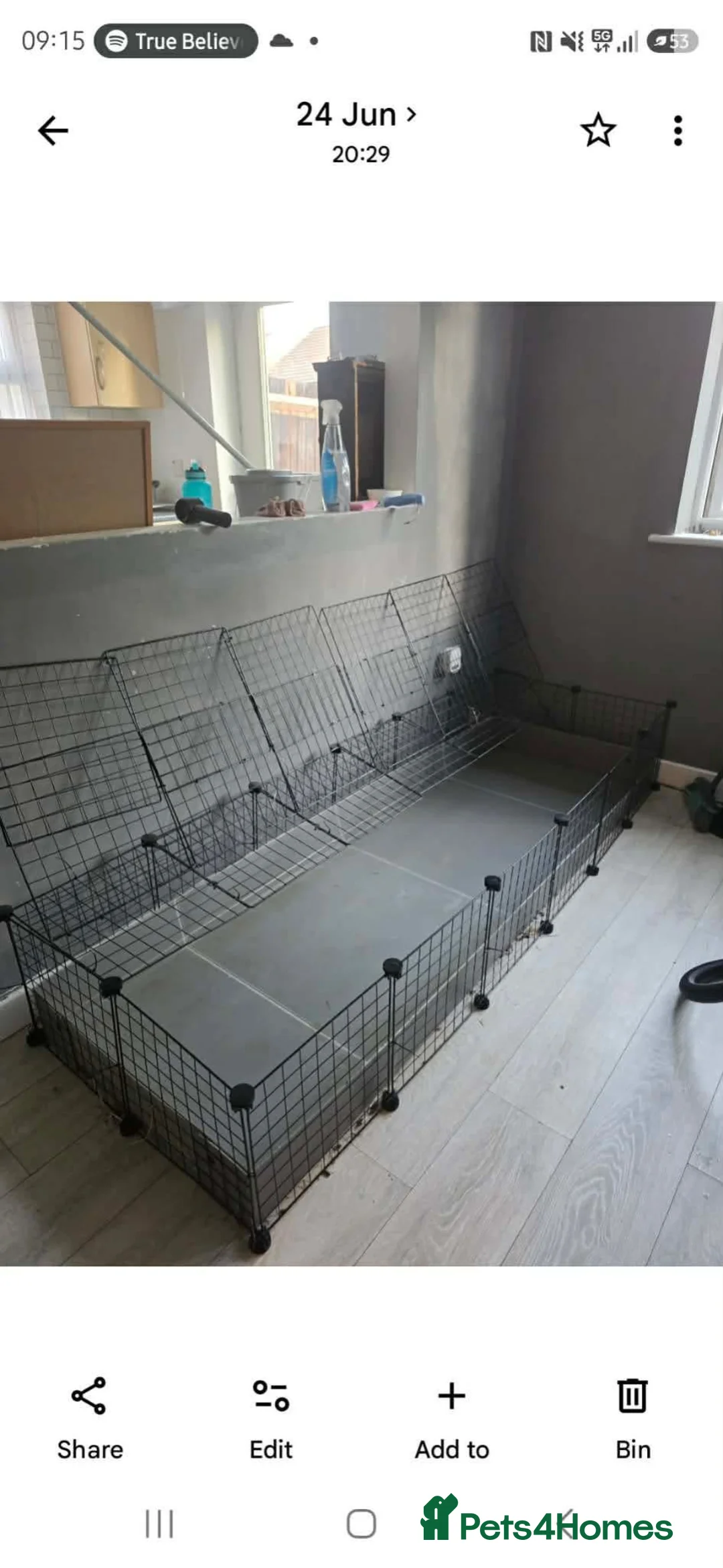 Guinea Pig rodents for sale: X2 boars for sale with option of hutch and/or cage in Stevenage - Advert 5