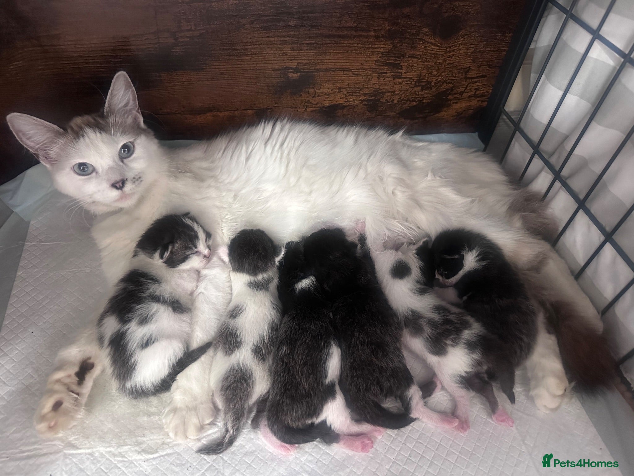 Mixed Breed cats Ragdoll x tuxedo  - Advert 5