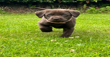 Labrador Retriever dogs in Crieff - Advert 15