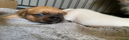Mixed Breed dogs for sale: READY NOW….. Jack Russell beautiful litter of boys - Advert 30