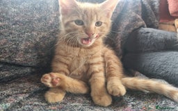 Mixed Breed cats for sale: 3 Ginger and 3 Callico kittens - Image 7