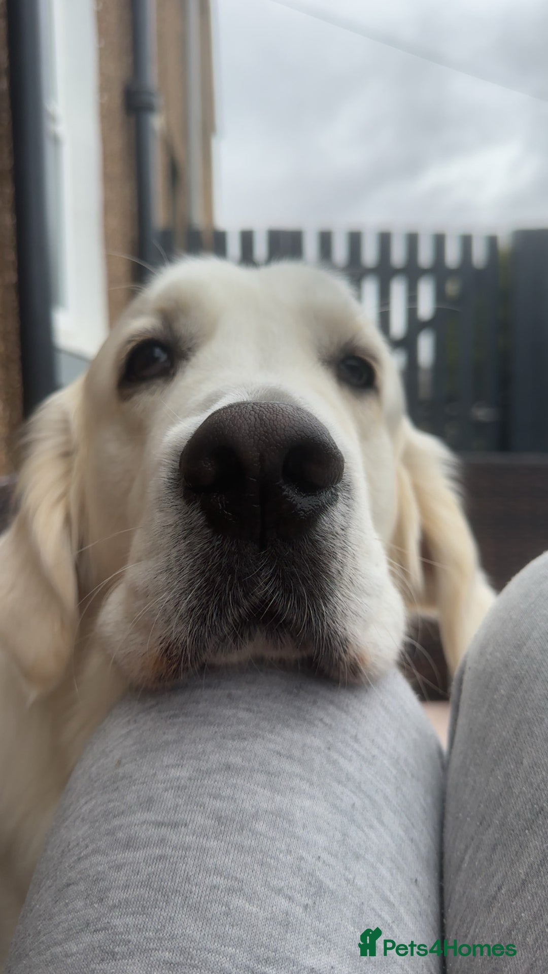 Golden Retriever dogs for stud: Golden Retriever stud dog  - Image 1