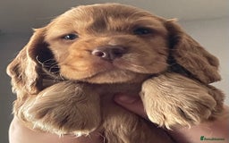 Cocker Spaniel dogs for sale: Gold show cocker pups ready now  - Image 18