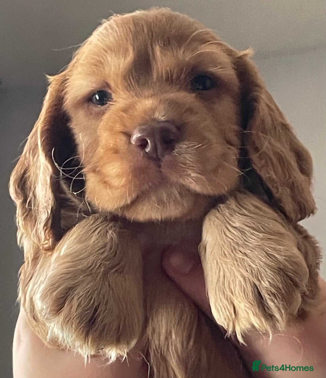 Cocker Spaniel dogs for sale: Gold show cocker pups ready now  - Image 18
