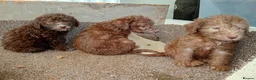 Bedlington Terrier dogs for sale: Beddlington terrier pups for sale - Advert 4