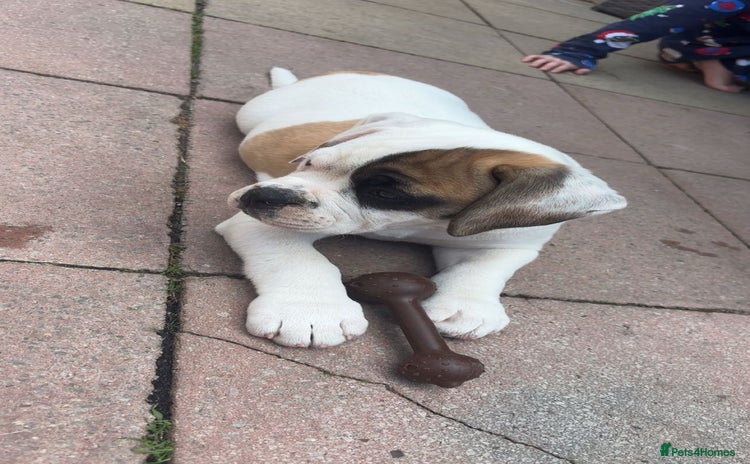 Dorset Olde Tyme Bulldogge dogs - Advert 1