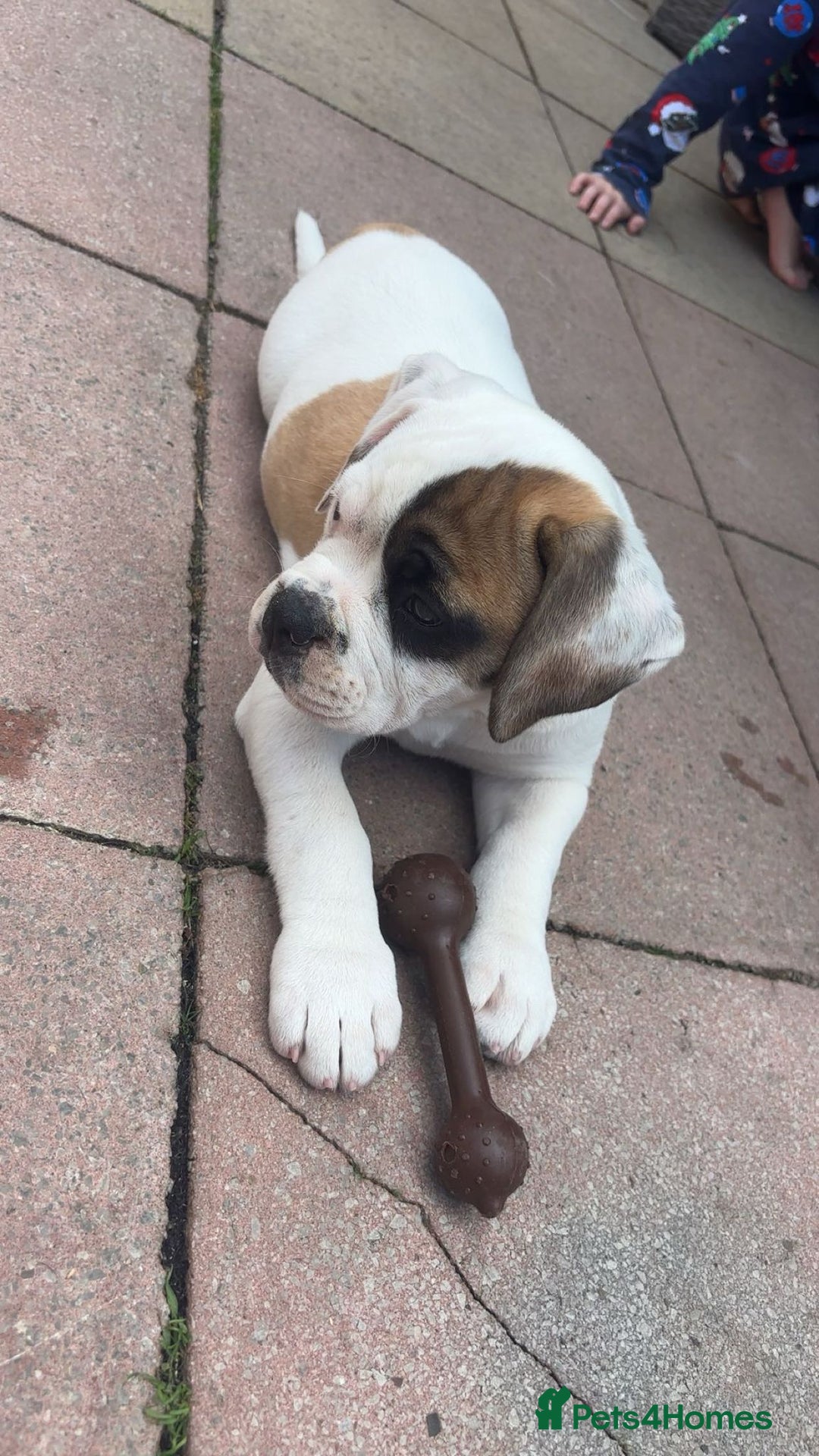 Dorset Olde Tyme Bulldogge dogs for sale: 12 week old olde Tyme bulldog female - Image 1