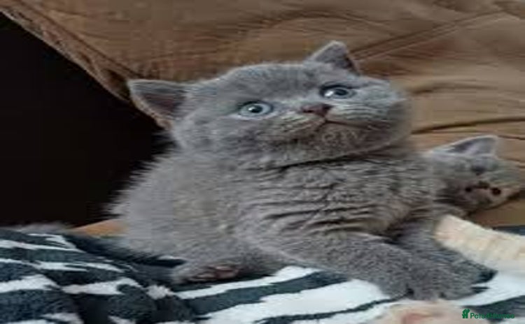 British Shorthair cats - Advert 15