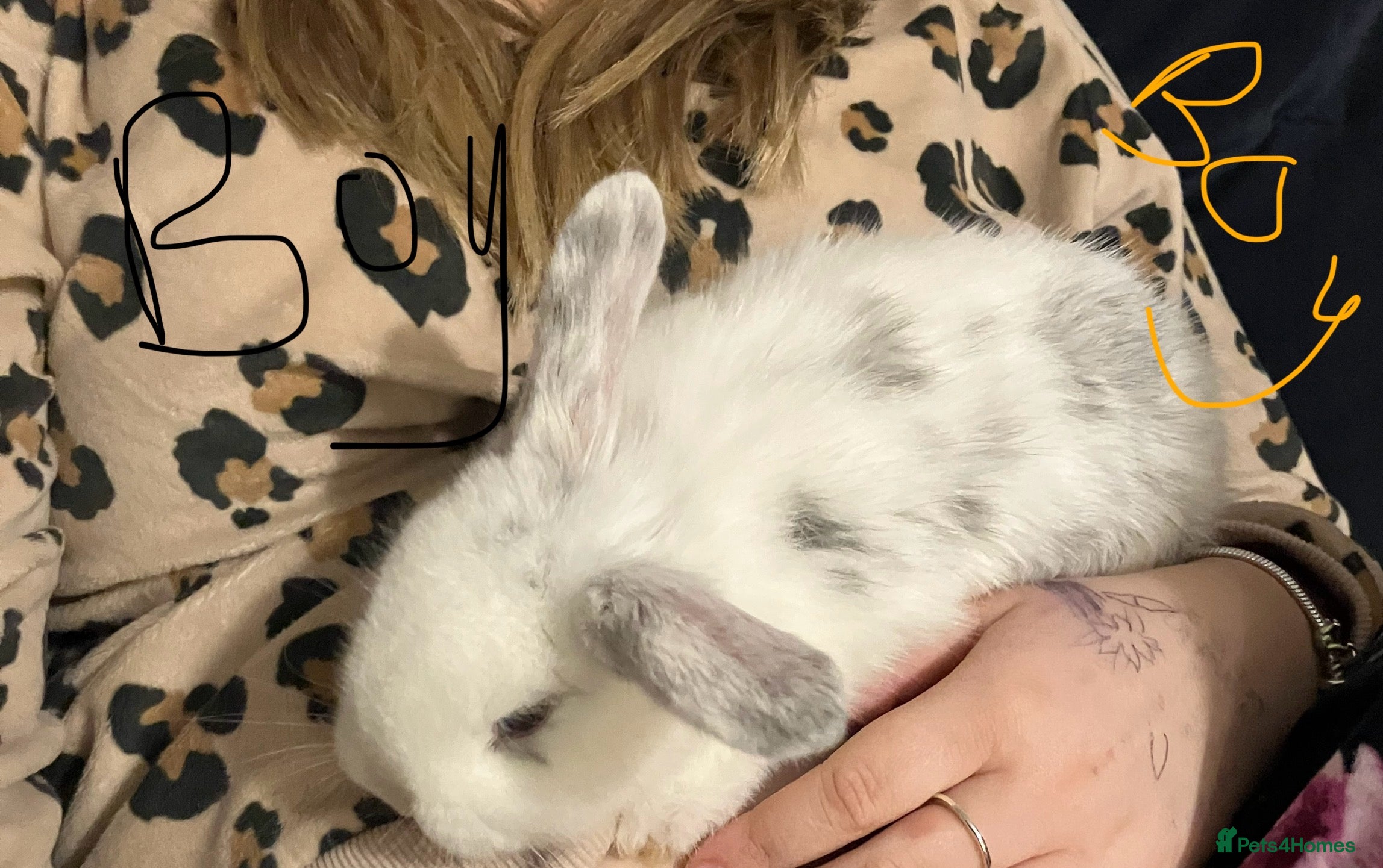 Mini Lop rabbits Mini lops - Advert 1