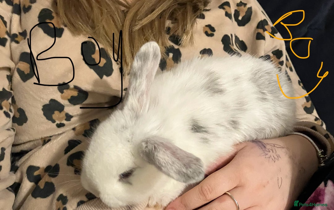 Mini Lop rabbits for sale: Mini lops - Advert 1