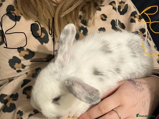 Mini Lop rabbits Mini lops - Advert 1