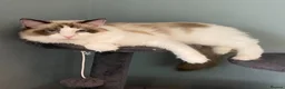 Ragdoll cats for sale: 1 Year Old Ragdoll Females- TICA registered - Advert 8