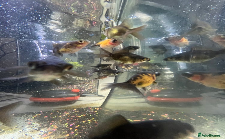 Fancy Goldfish fish - Advert 1