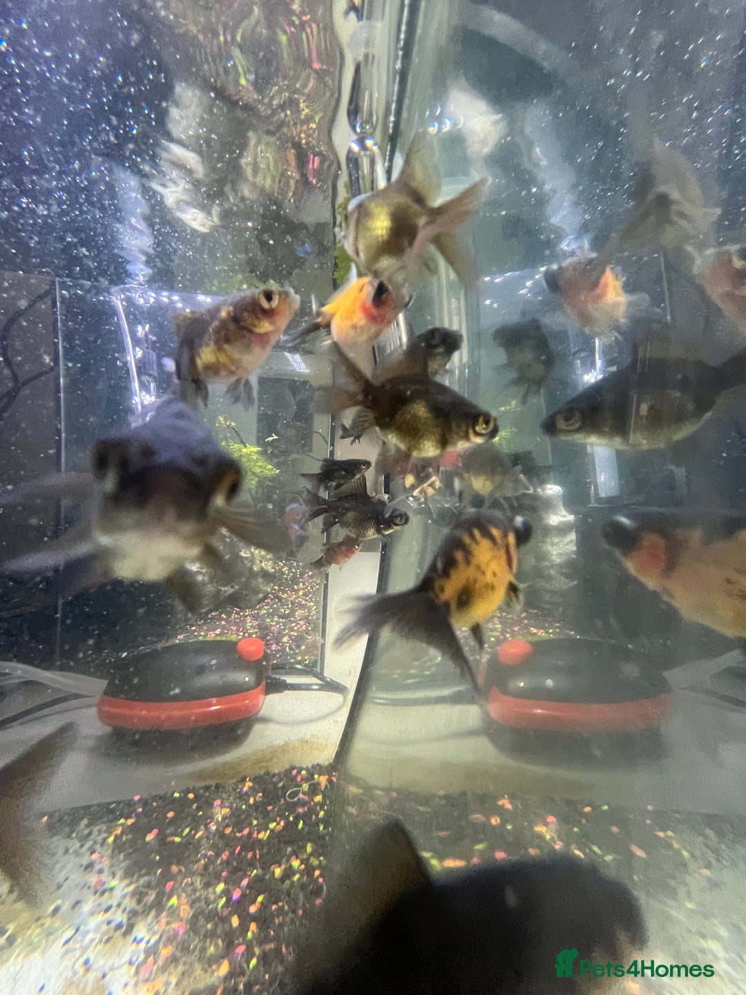 Fancy Goldfish fish for sale: Baby telescope goldfish  - Image 1