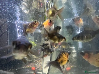 Fancy Goldfish fish - Advert 21