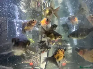 Fancy Goldfish fish Baby telescope goldfish - Advert 4