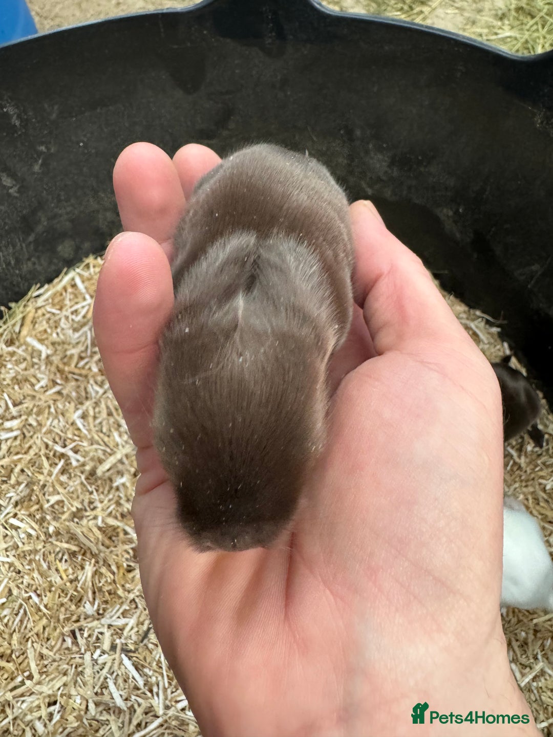 Mini Lop rabbits for sale: BEAUTIFUL MINI LOP BUNNIES - PEDIGREE  - Advert 12