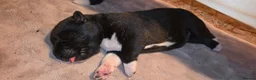 Akita dogs for stud: ***Chico’s finding LOVE… Proven Stud*** - Advert 8