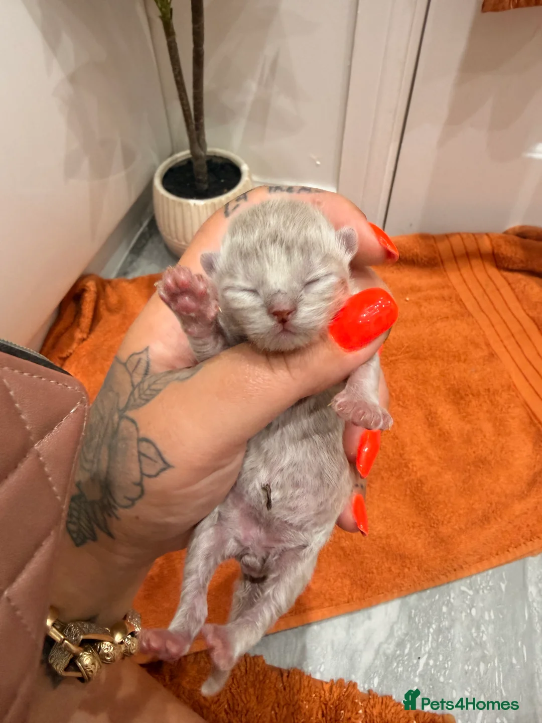 British Longhair cats for sale: Beautiful grey and lilac kittens - Advert 7