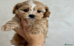 Maltipoo dogs for sale: Adorable Maltipoo Puppies for Sale! 🐾❤️ - Image 9