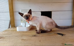 Siamese cats for sale: Kittens - Image 3