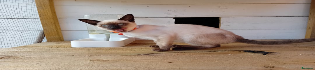 Siamese Kitten 2