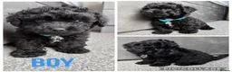 Yorkiepoo dogs for sale: 5 stunning yorkiepoo puppies  in Cambridge - Advert 3