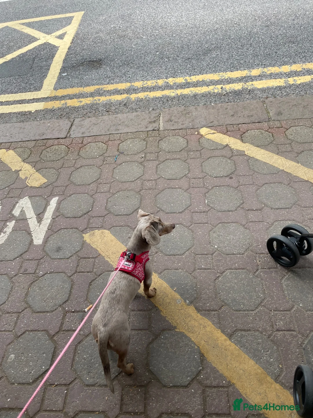 Dachshund dogs for sale: Poppy the dachshund 🐶  - Advert 4