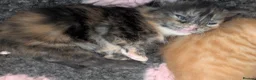 Mixed Breed cats for sale: Beautiful Fluffy Kittens - Advert 7