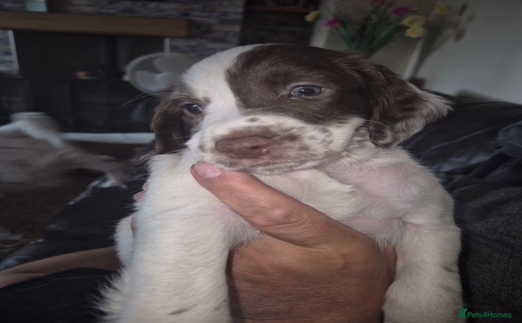 English Springer Spaniel dogs - Advert 2