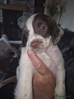 English Springer Spaniel dogs - Advert 4