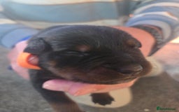 Rottweiler dogs for sale: Rottweiler  - Image 19