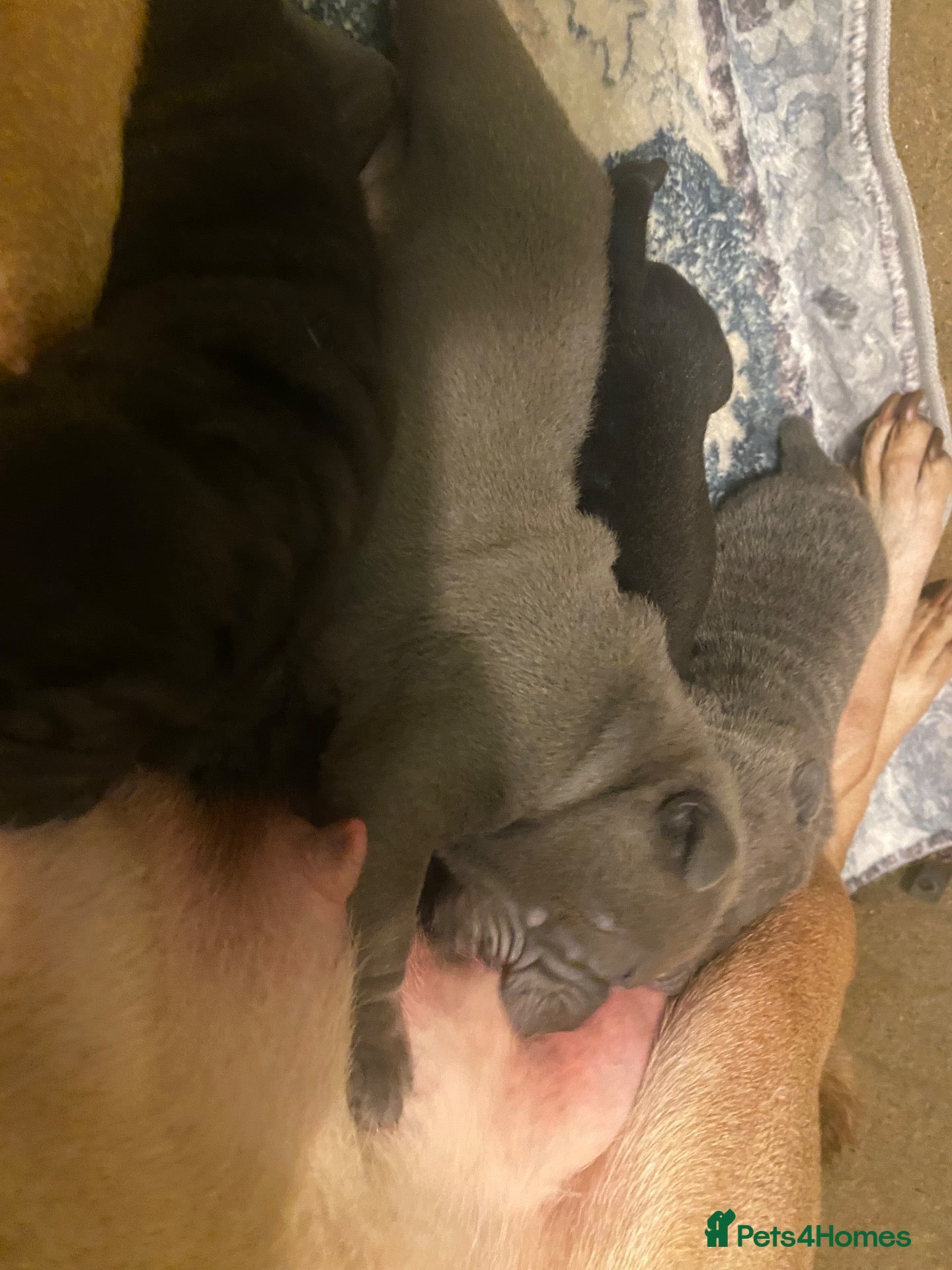 Shar Pei dogs Stunning shar pei puppies - Advert 2