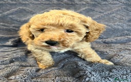 Miniature Poodle dogs for sale: Miniature Poodle Puppies Available.  - Image 19