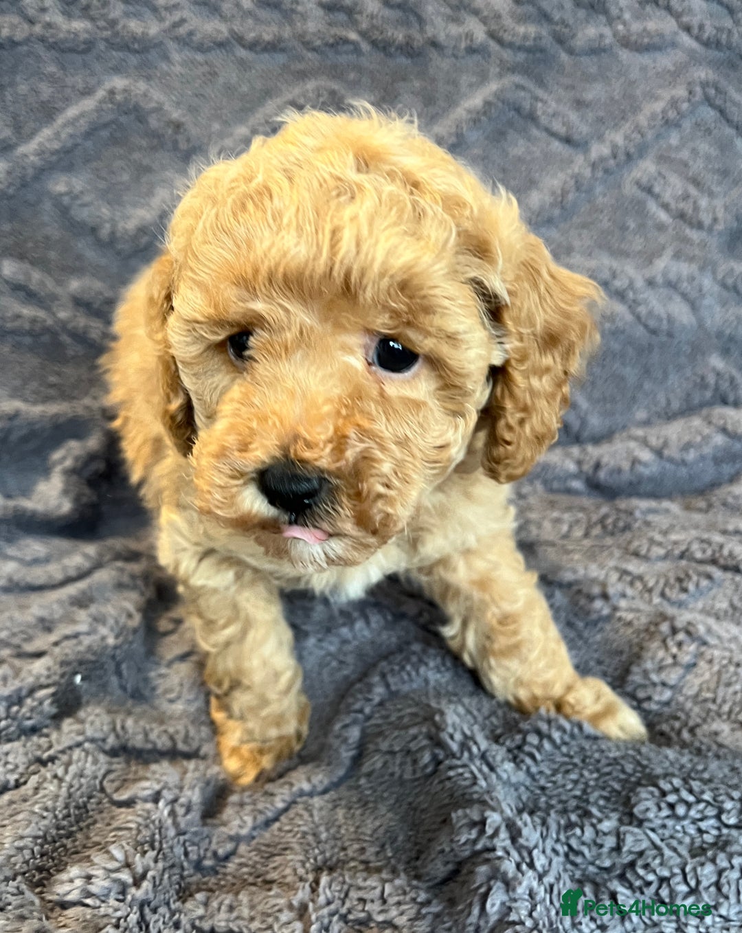 Miniature Poodle dogs for sale: Miniature Poodle Puppies Available.  - Image 19