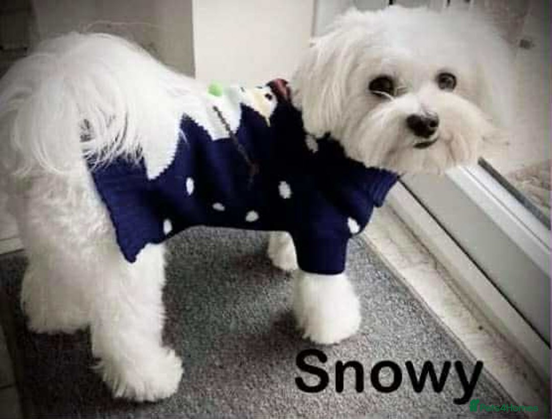 Maltese dogs for sale: KC Registered Maltese Puppies  - Advert 7