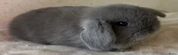 Mini Lop rabbits for sale: Beautiful mini lops available  - Advert 1