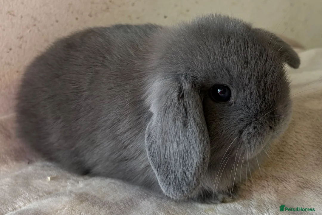 Mini Lop rabbits for sale: Beautiful mini lops available  - Advert 1