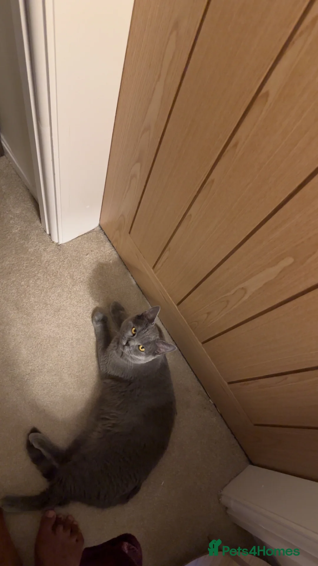 British Shorthair cats for sale: British Short hair Leo  in Bradford - Advert 6