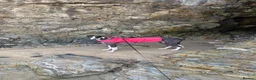 Greyhound dogs for sale: Ex racing greyhound  - Advert 1