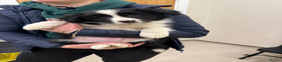 Border Collie Puppy 6